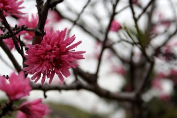 八重桜