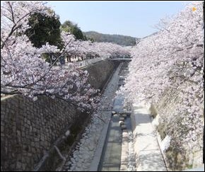 Sakura 003