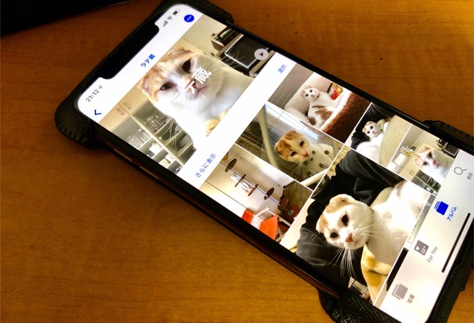 iOS 13では、iPhoneに犬や猫を認識する機能がある