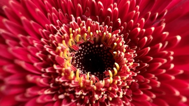 IPhone 13 Pro macro 002