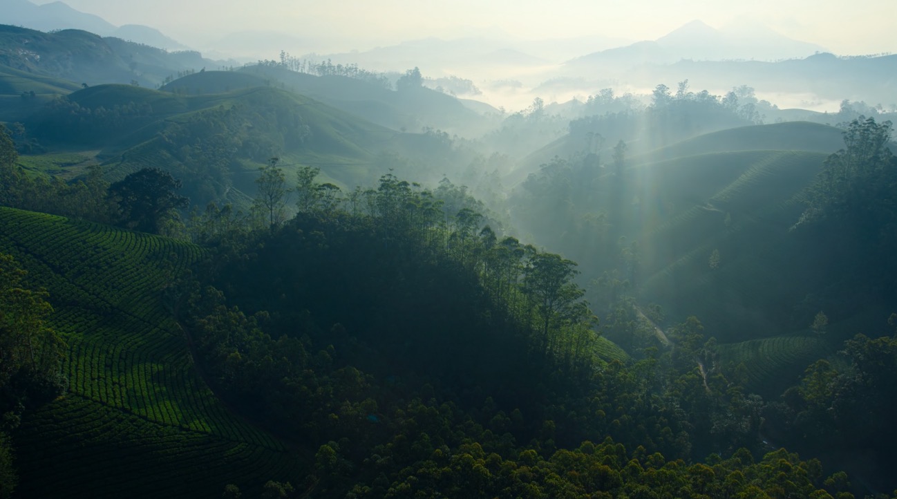 Tea Gardens Mist.